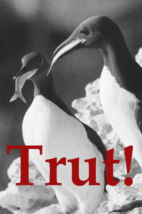 The Gulls Poster