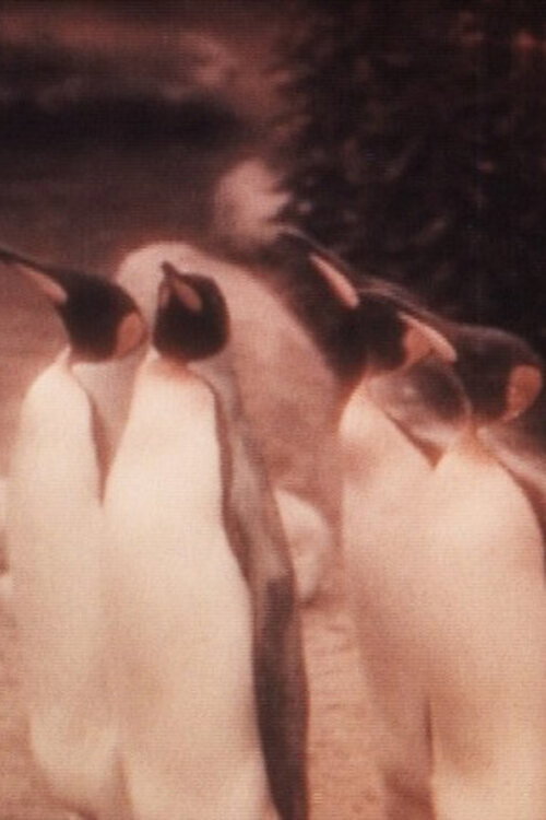 The Joy of Water at the Zoo Poster