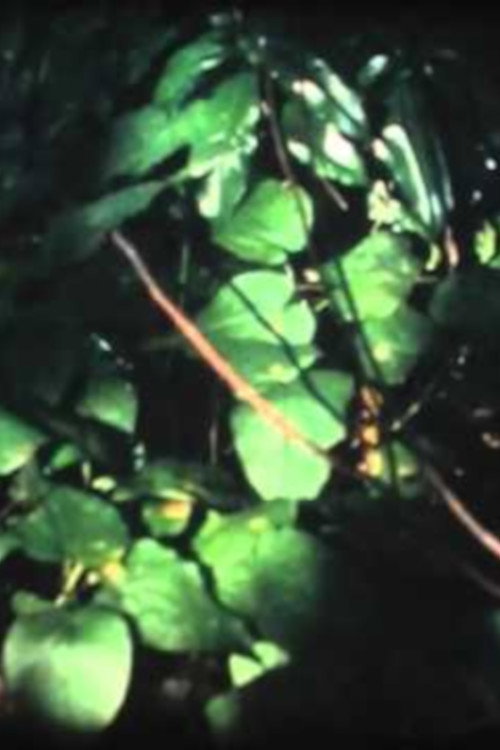 Lair of Light Poster