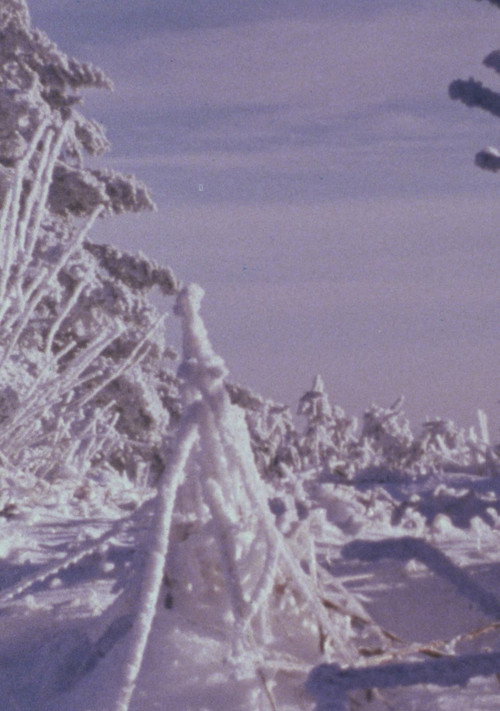 Roan Mountain Eulogy Poster