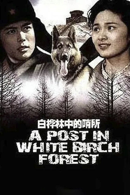 A Post in White Birch Forest Poster