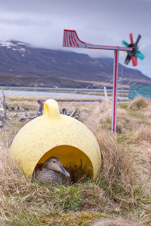 Amongst the Birds Poster