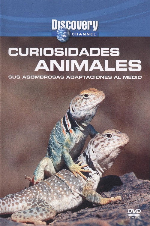 Wild Weird Animals Poster