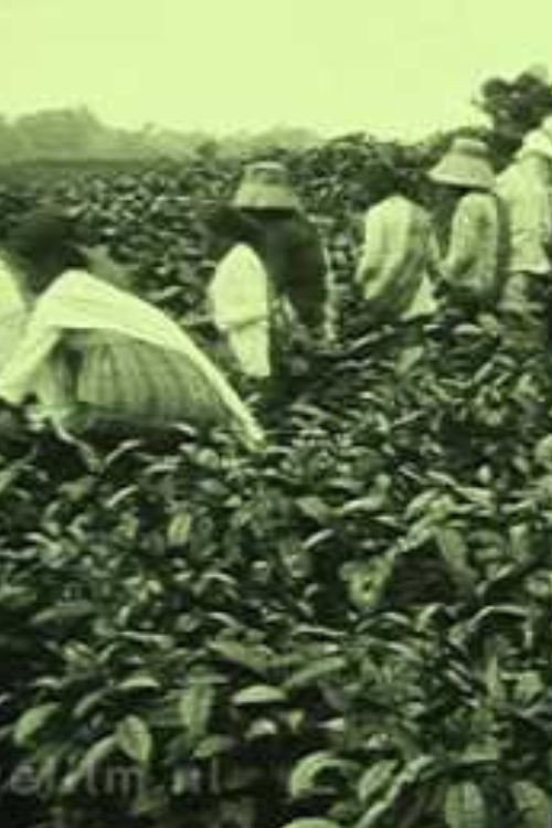 Tea Company of the NILS in Pematang Siantar (Sumatra) Poster