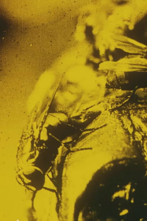 Flies: A Scientific Film Poster