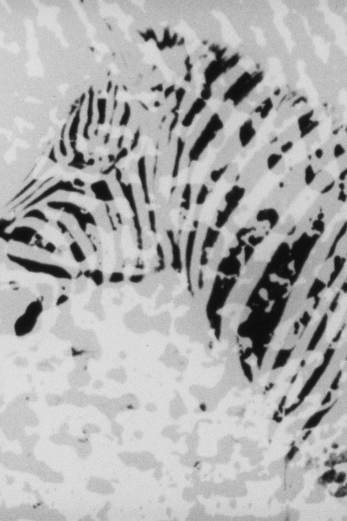 Zebra Poster