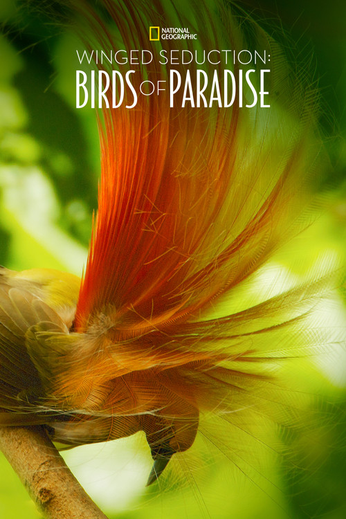 Winged Seduction: Birds of Paradise Poster