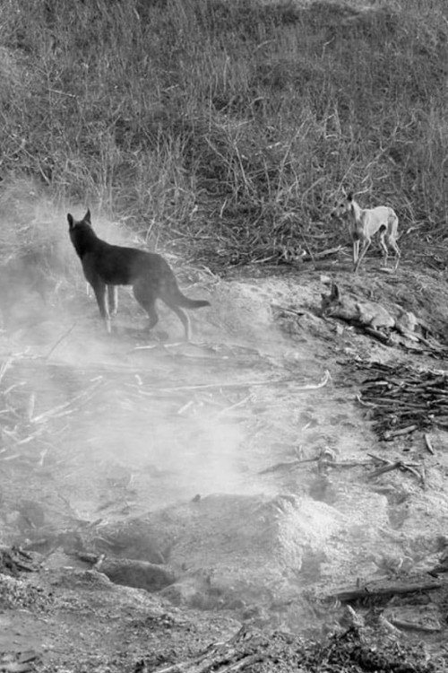 East of Que Village Poster