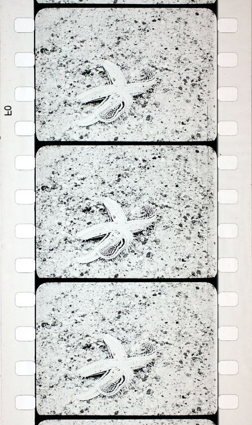 Les Echinodermes Poster