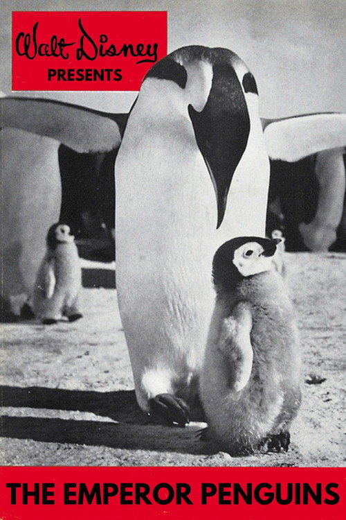 Emperor Penguins Poster