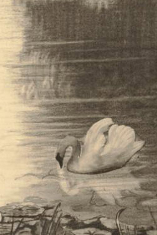 The Ugly Duckling Poster