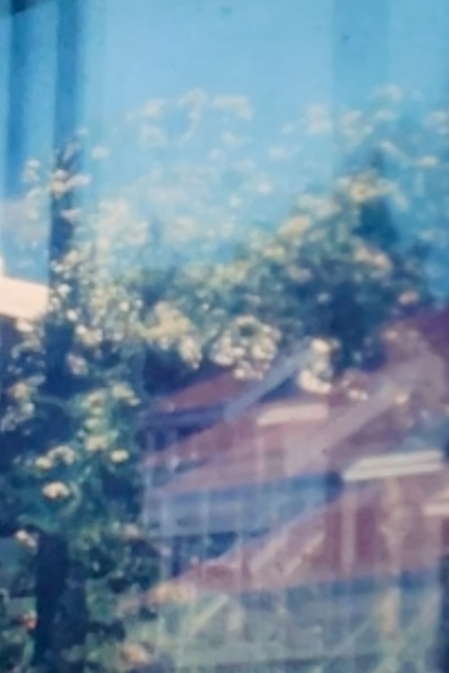 Suburban Windows Poster