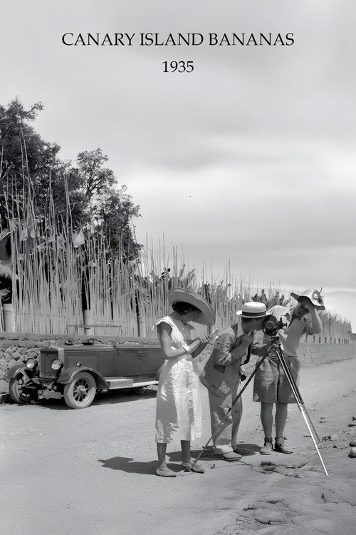 Canary Island Bananas Poster