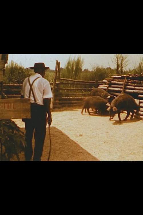 Hush Hoggies Hush: Tom Johnson's Praying Pigs Poster