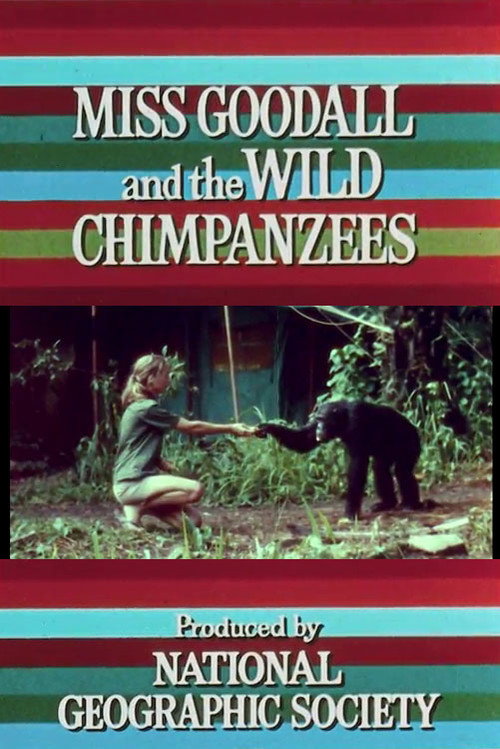 Miss Goodall and the Wild Chimpanzees Poster
