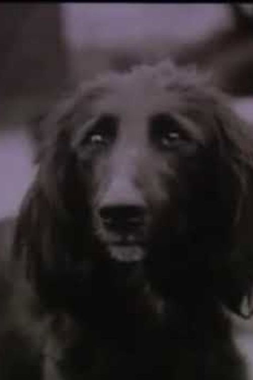 The Dog Was Running Poster