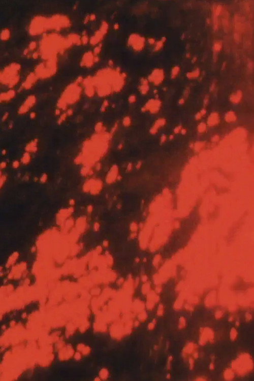The Red Sea Poster