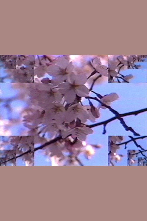 Rock Video: Cherry Blossom Poster