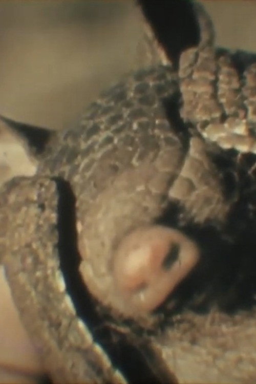 Fauna Sudamericana N°8: Mulita Poster