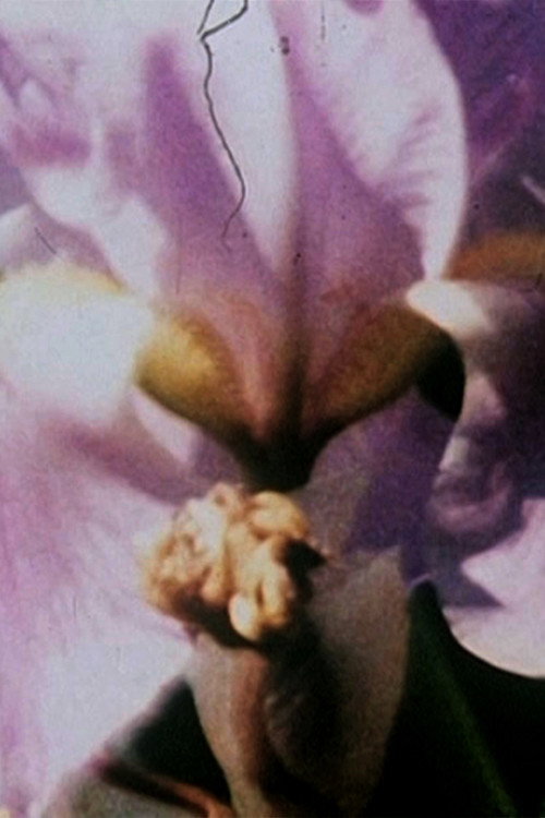 Fleurs sans titre Poster