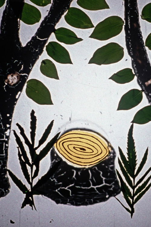 How Did Books Leave the Forest Poster