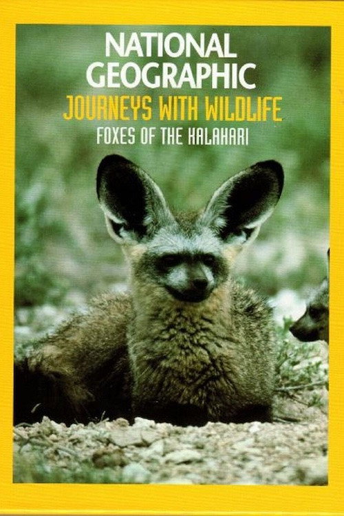 Foxes of the Kalahari Poster