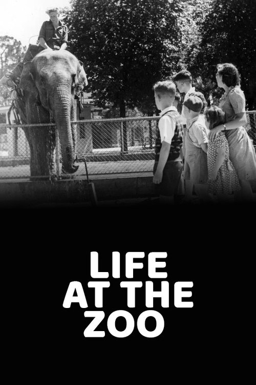 Life at the Zoo Poster