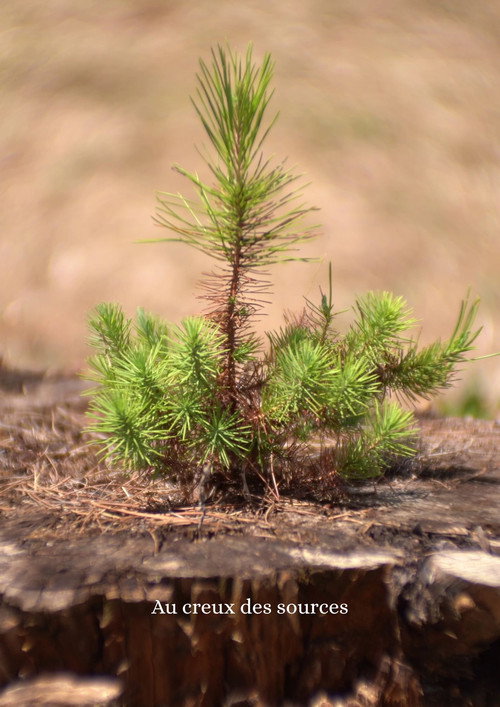 Au creux des sources Poster