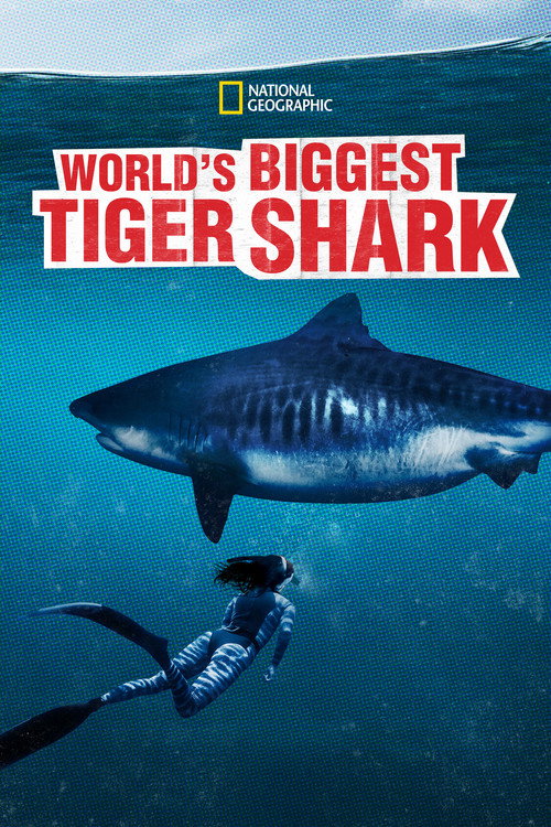 World's Biggest Tiger Shark Poster