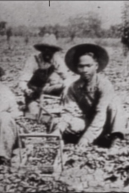 In No One's Shadow: Filipinos in America Poster