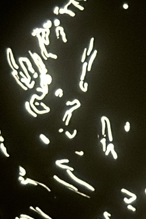 Your Death is My Delight Poster