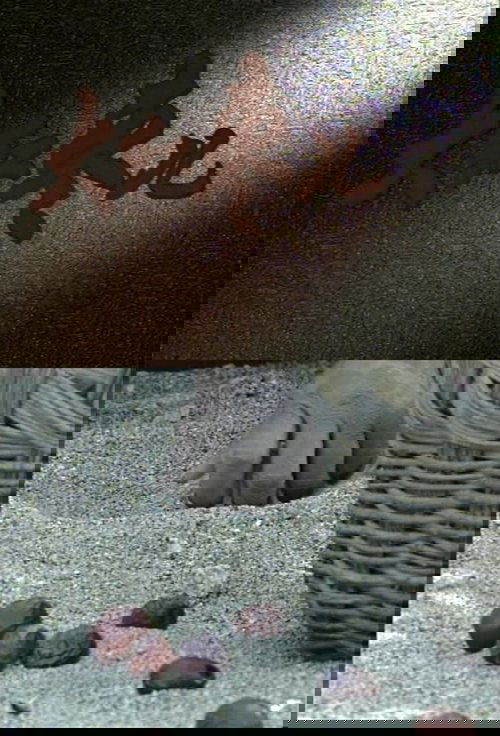 Jujube Fruits Poster