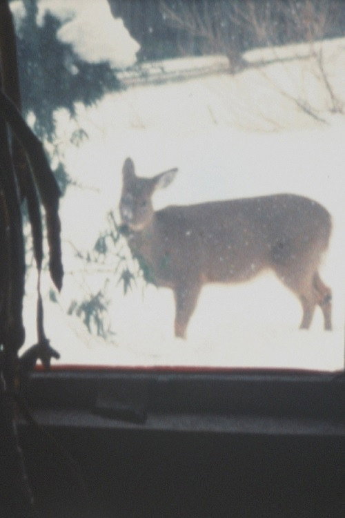 Super 8 Diary - 2000 Poster