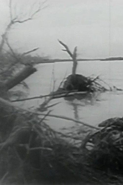 The control of water Poster