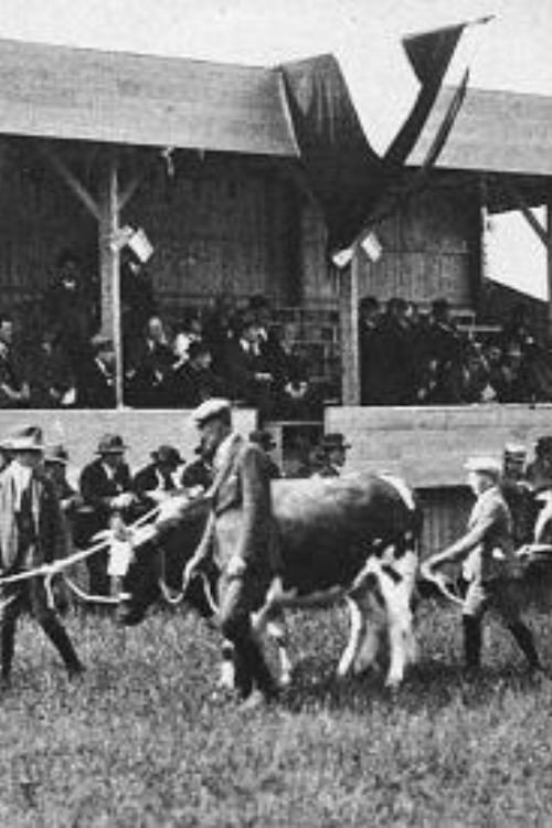 Stieren Defilé Poster