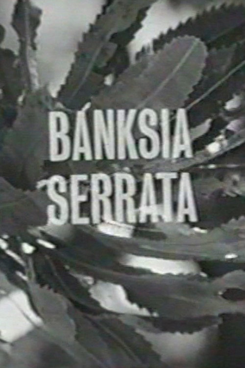 Banksia Serrata Poster