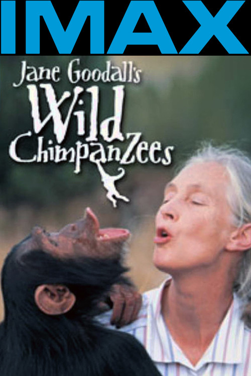 Jane Goodall's Wild Chimpanzees Poster