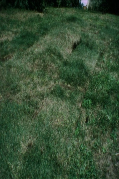 Grass Breathing Poster