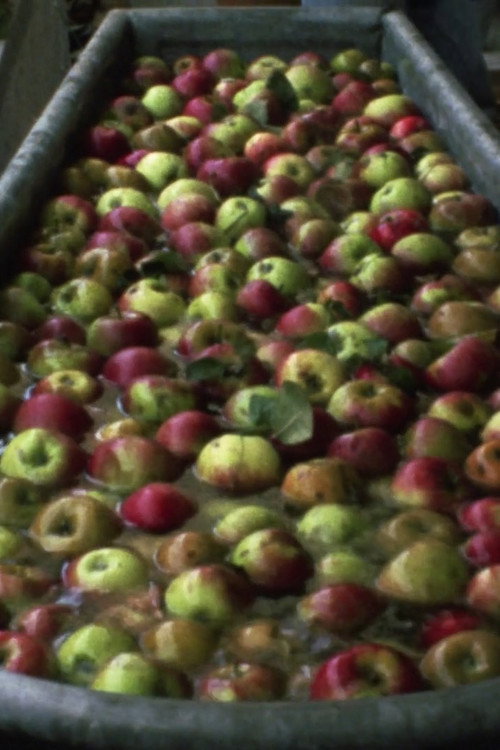 Making Apple Juice Poster