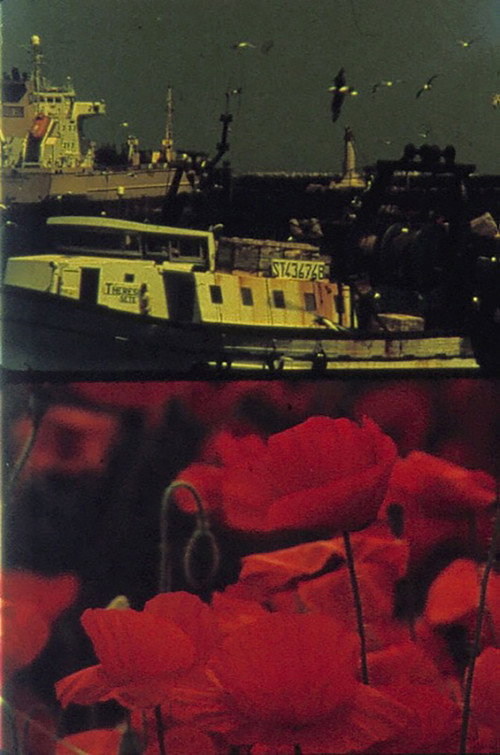 Poppies and Sailboats Poster