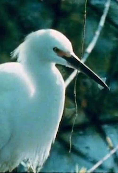 Watching Birds with Roger Tory Peterson Poster