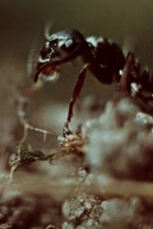 Ant Trails Poster