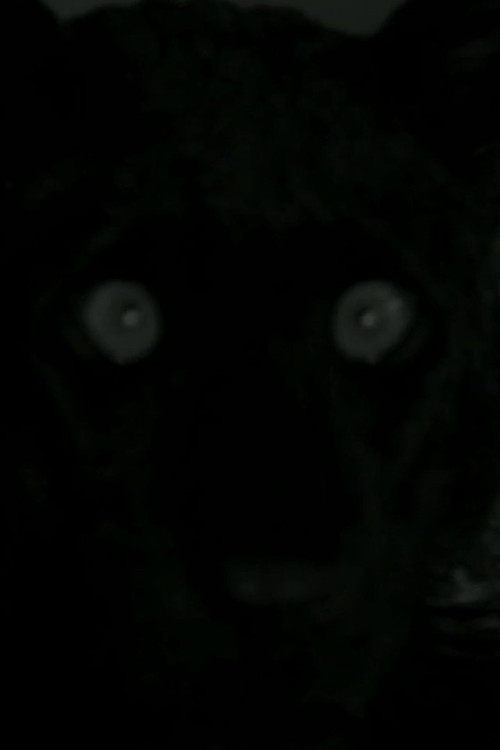 You I Tourneur Poster