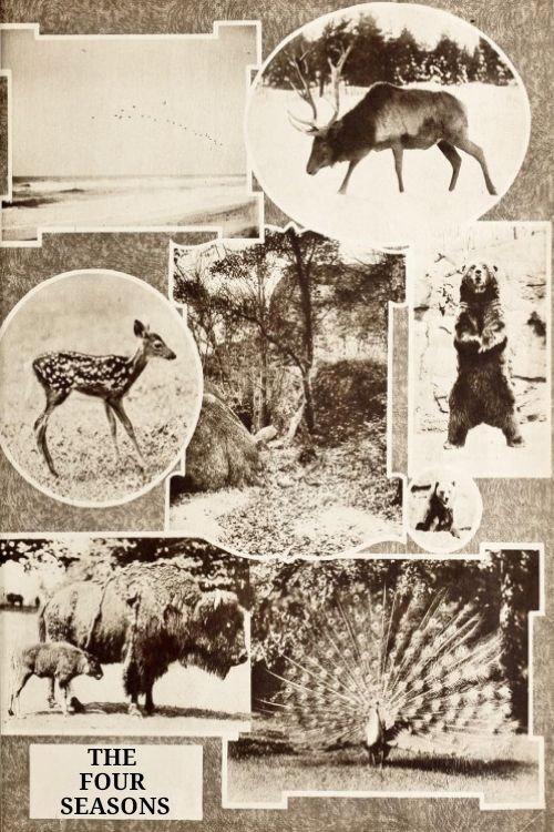 The Four Seasons Poster