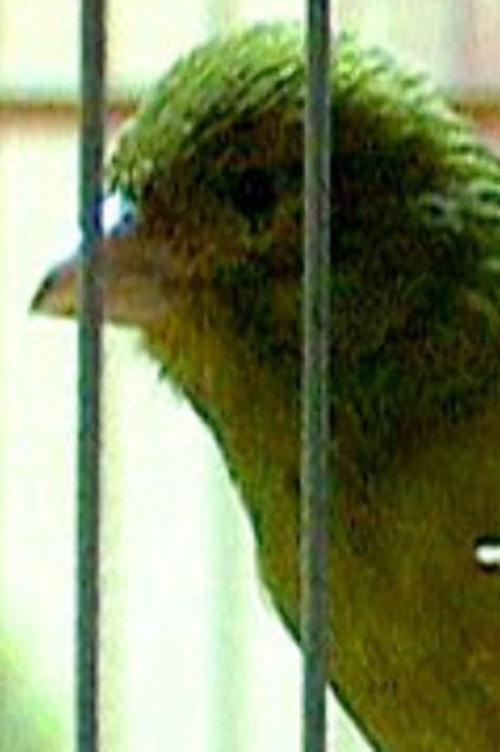 Russian Canary Poster
