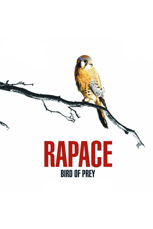Bird of Prey Poster