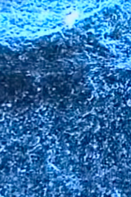 Microscopías Poster