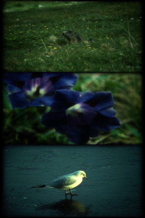 ERREGUNG ! beim sehen wilder tiere Poster