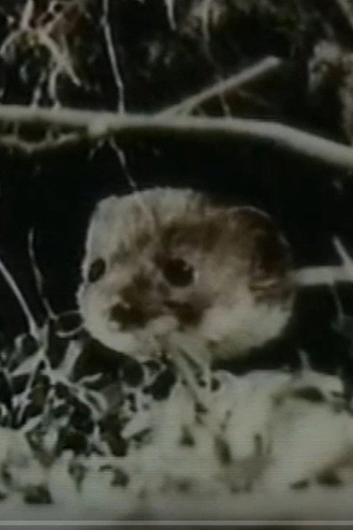 The Weasel Poster