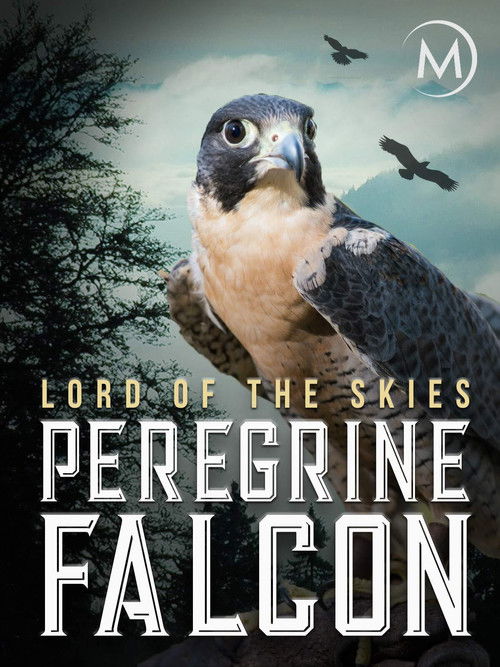 Peregrine Falcon: Lord of the Skies Poster